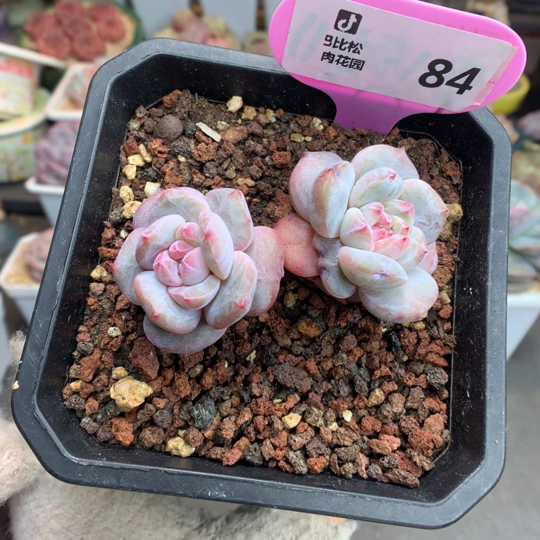 84双头石榴籽星影多肉