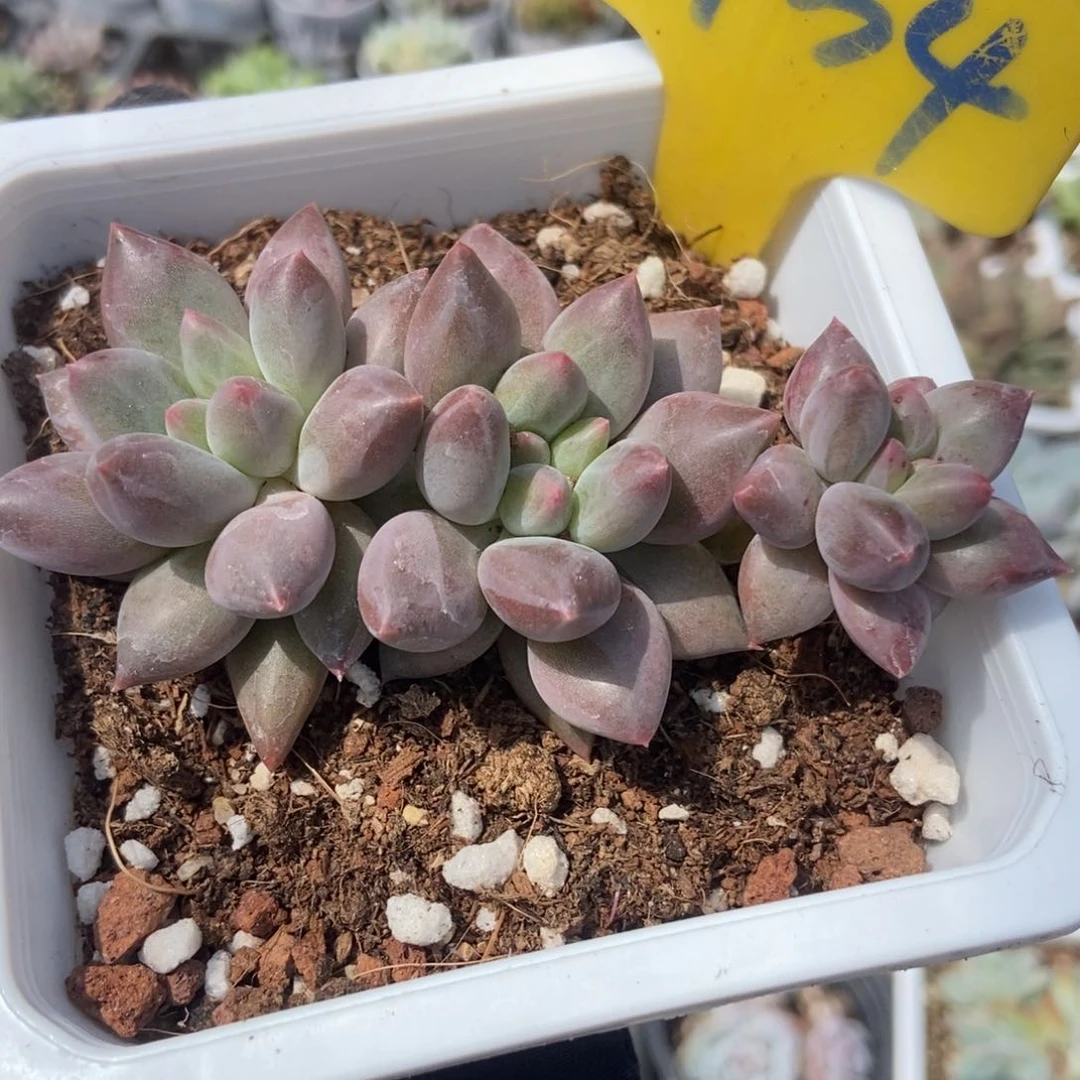 934车厘子多肉植物保护
