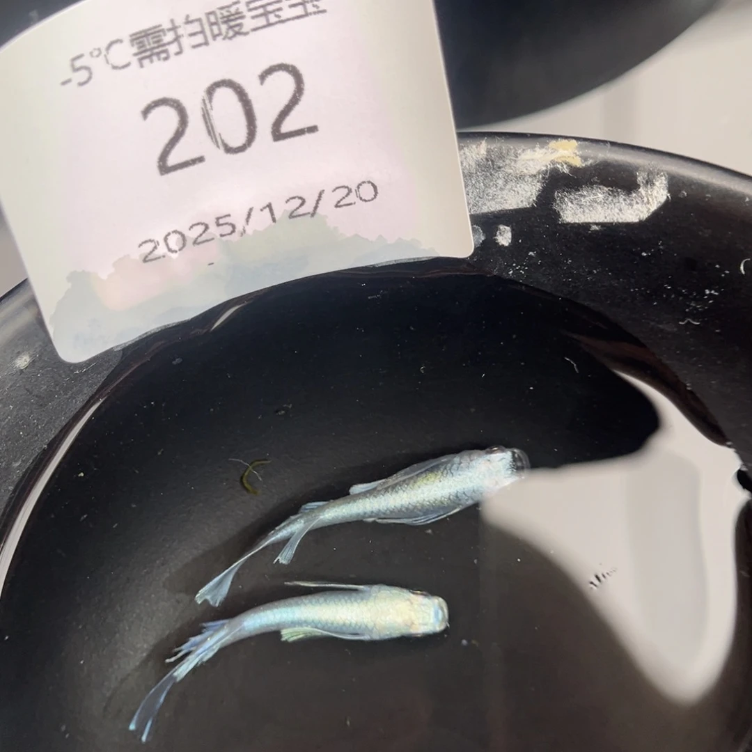 青鳉鱼202天使之翼一对