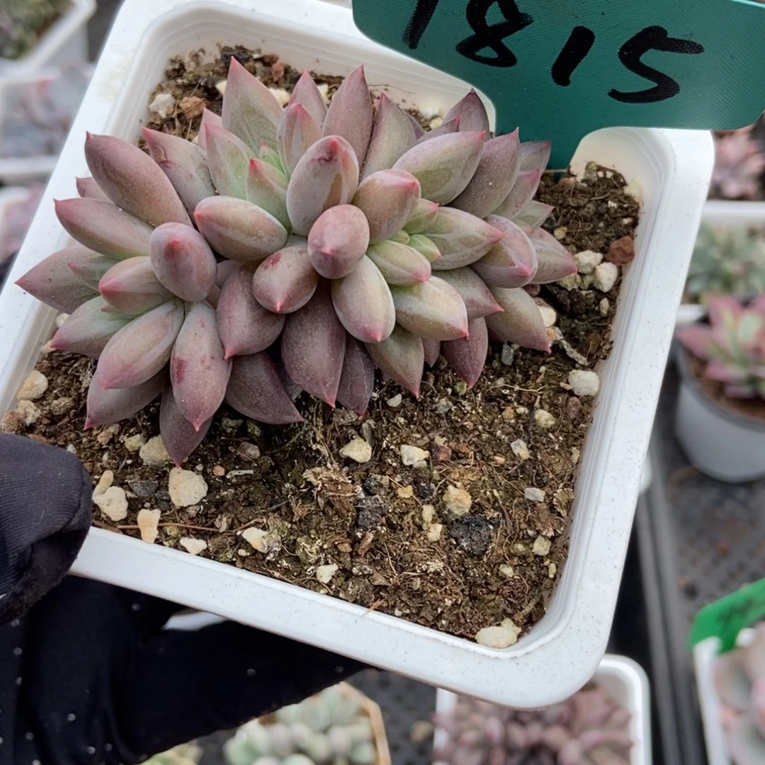 1815车厘子多肉植物多肉