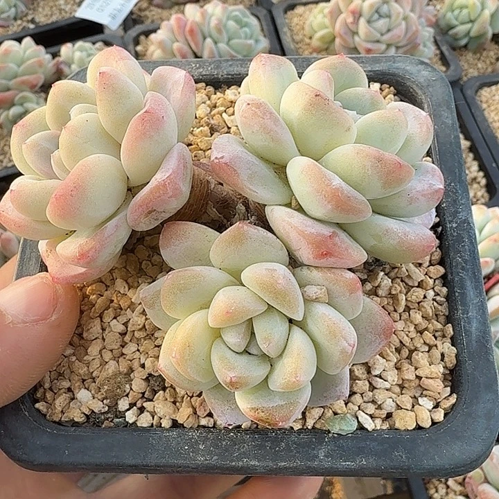 0121-17 老桩冰玉