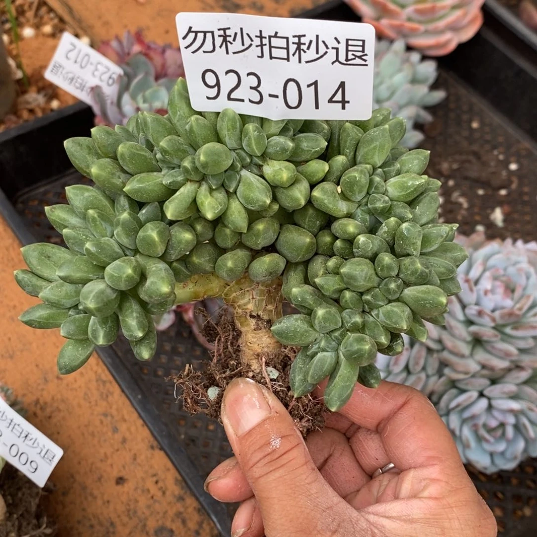 勿秒拍秒退 923-14千代田缀