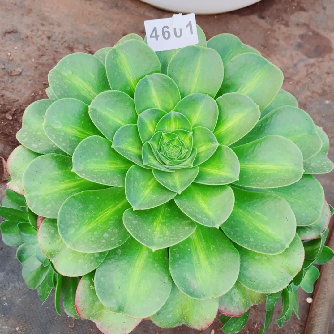 香炉盘中斑多肉发货