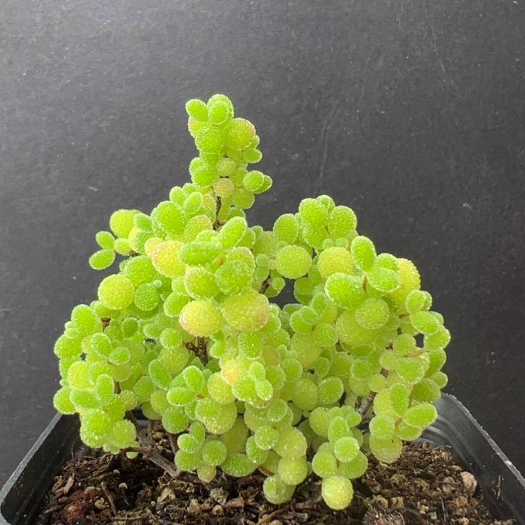 【闪购商品】dy2465蜜橘糖球冠幅4cm