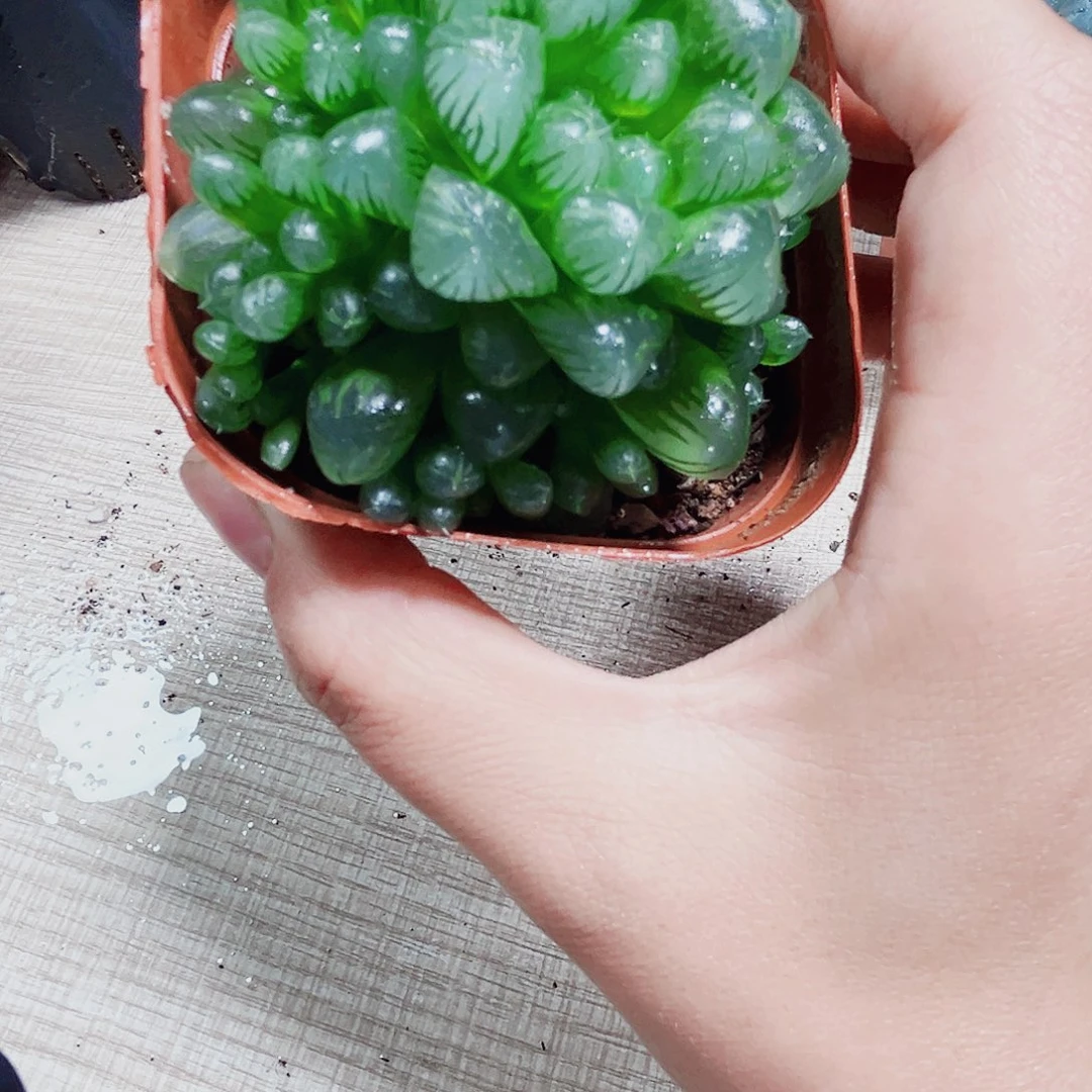 姬玉露群生多肉植物6666