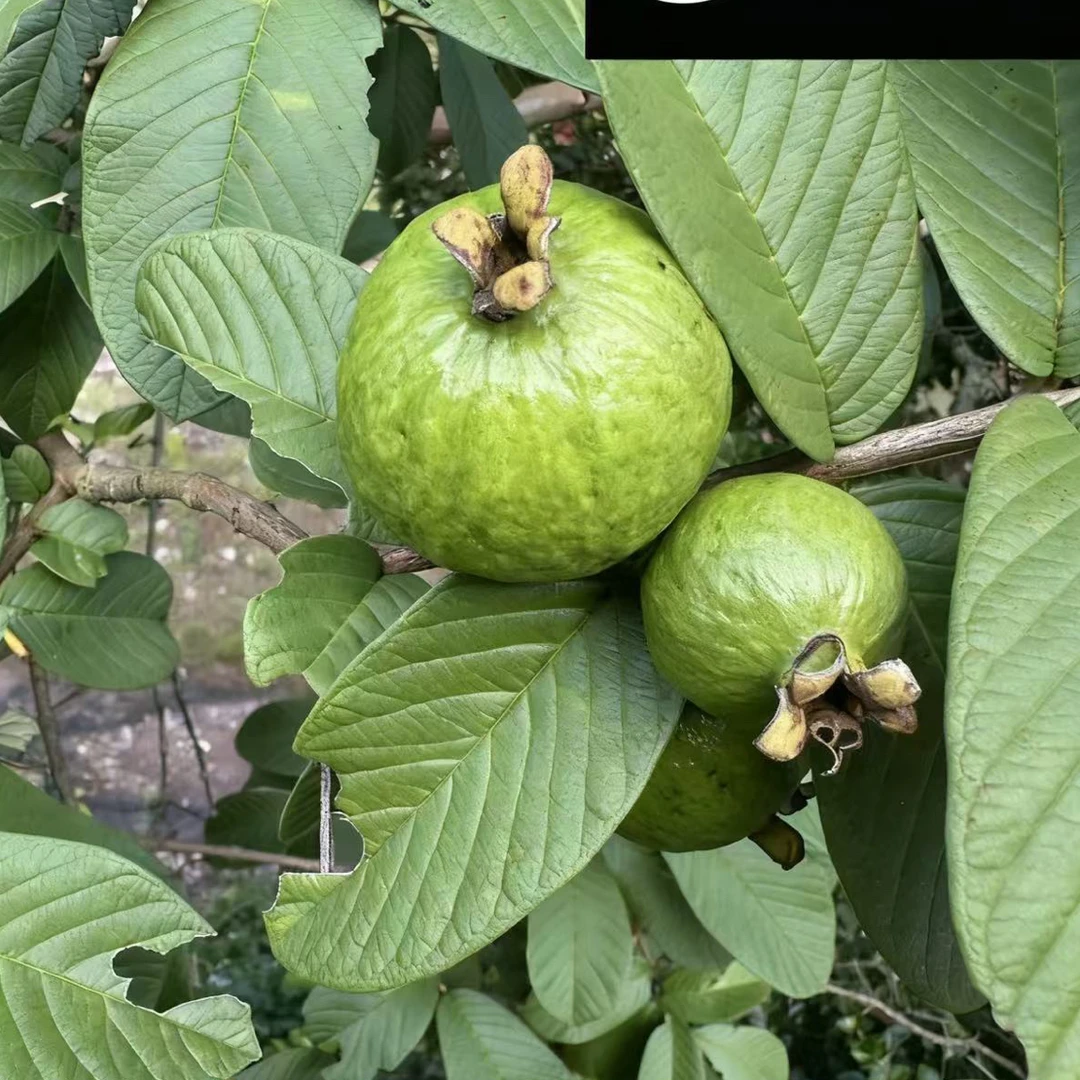 云南老品种广石榴番石榴正宗（小果）红白心收状态很新鲜顺丰包邮