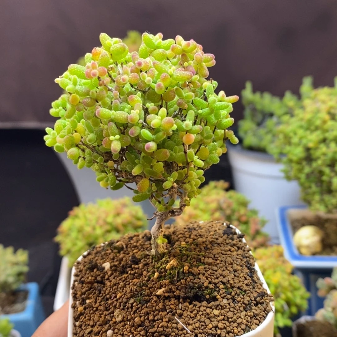 无花朵54号蜜橘糖球