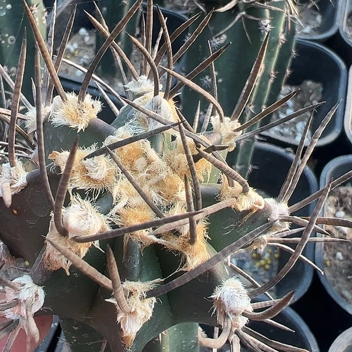 水牛角大凤玉。 苗接。