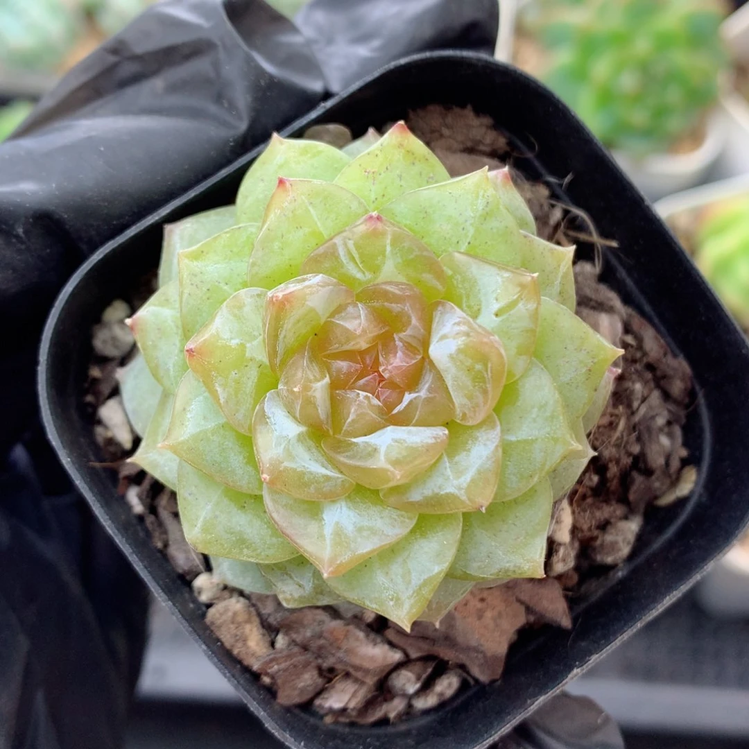 58包邮  群生不包整糖心79