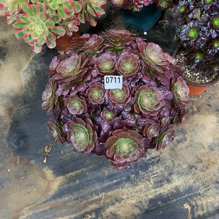 如*多肉荷兰玫瑰71100