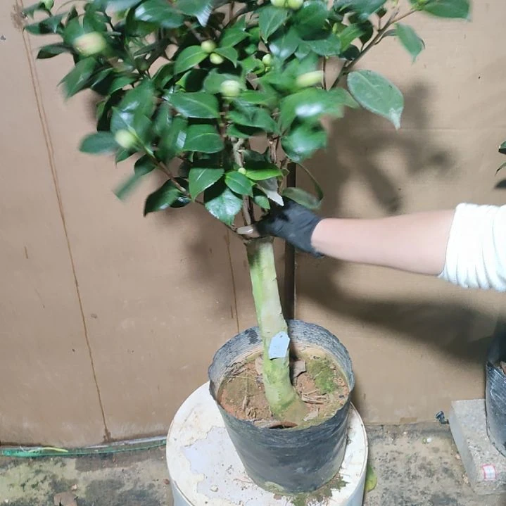 655水晶皇后，原盆原土发货，不包邮