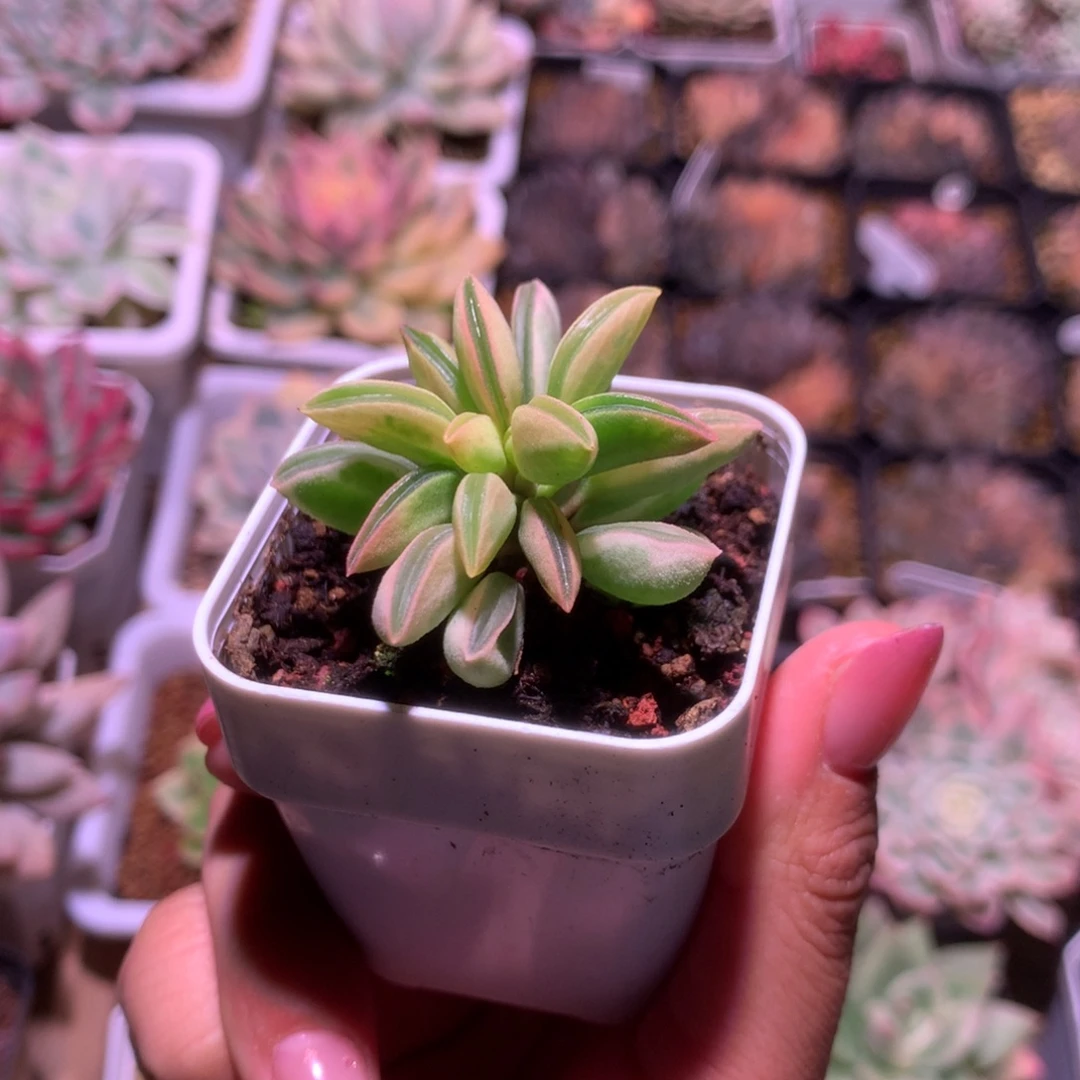 椒草覆轮锦有根有