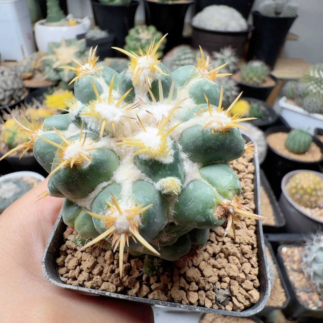 刺缀像芽脱土发货