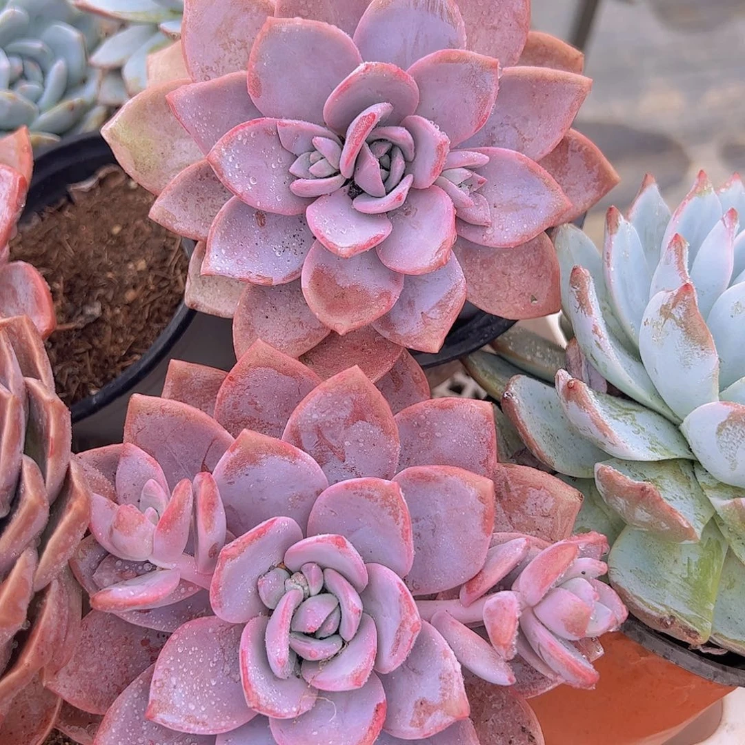 大单头红茶华雪两盆