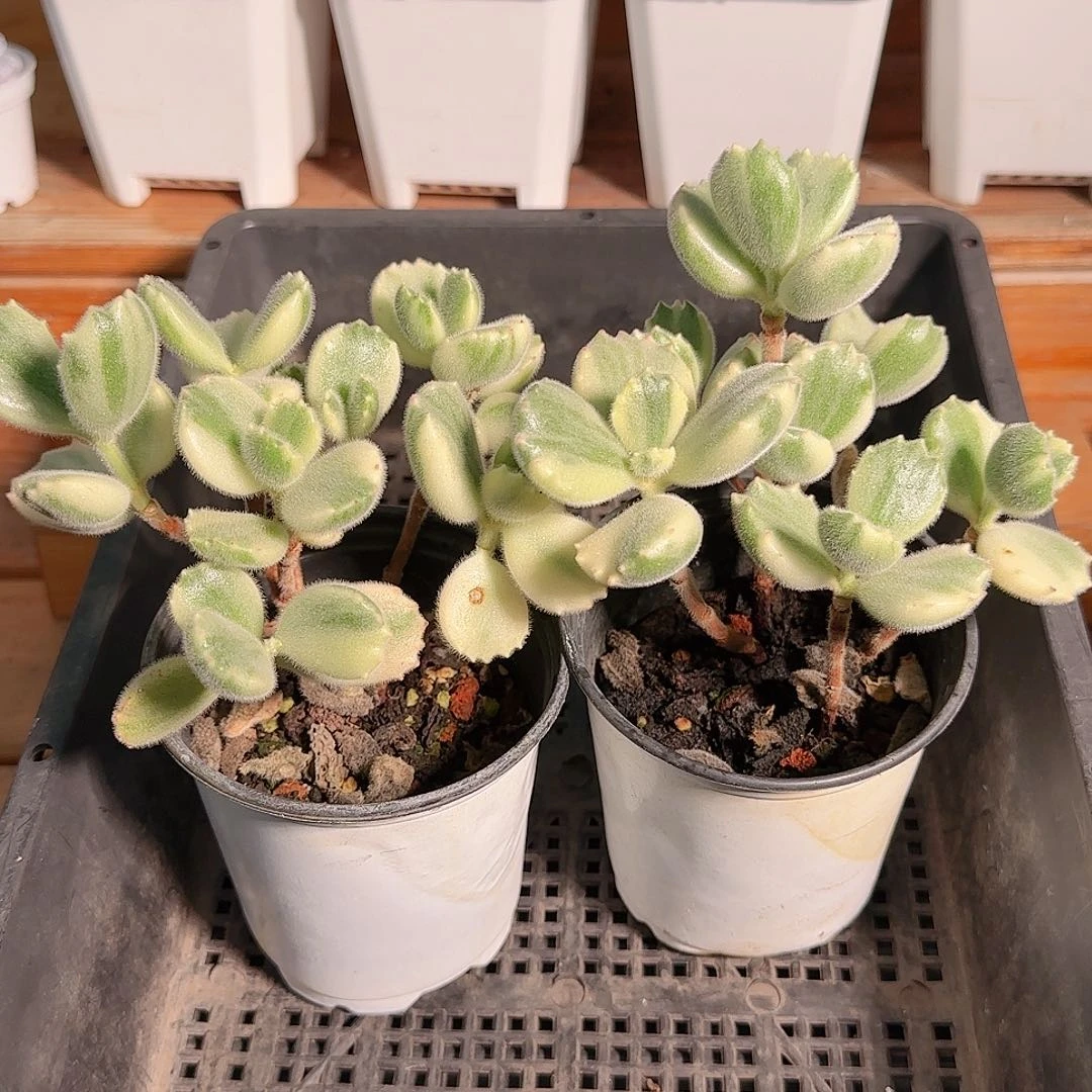 ****࿐多肉1103--192延迟发货