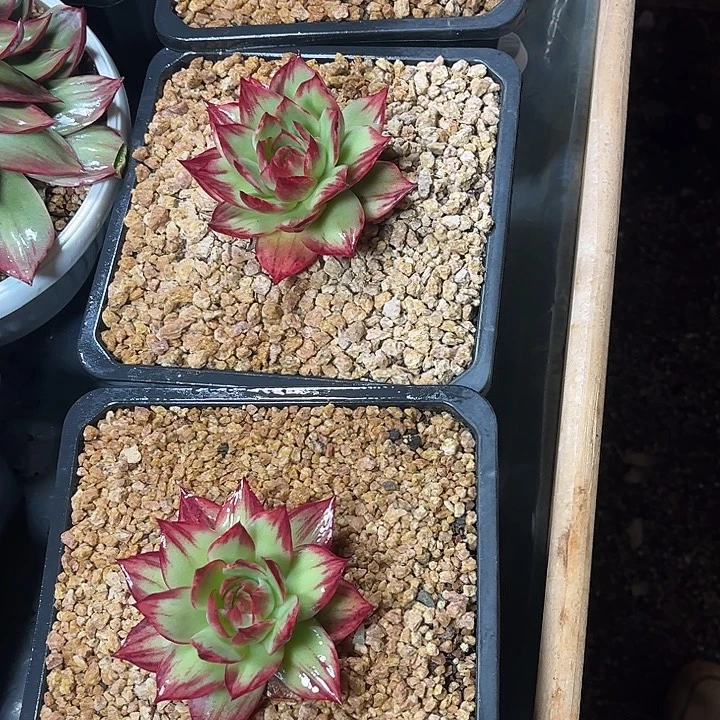 *****惊鸿仙子多肉植物1010