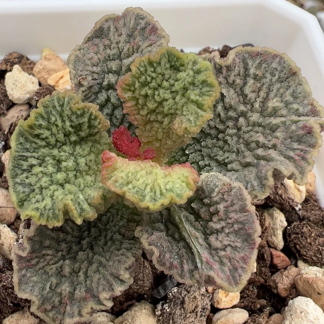 红玫瑰单头纯木质桩多肉植物