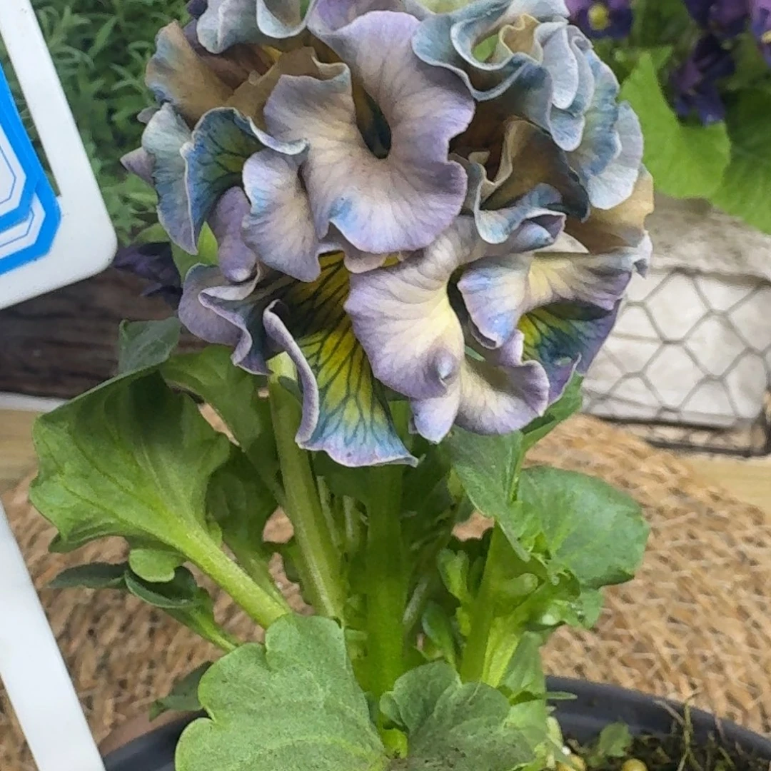 无花朵直播间一物一拍6号洛可可