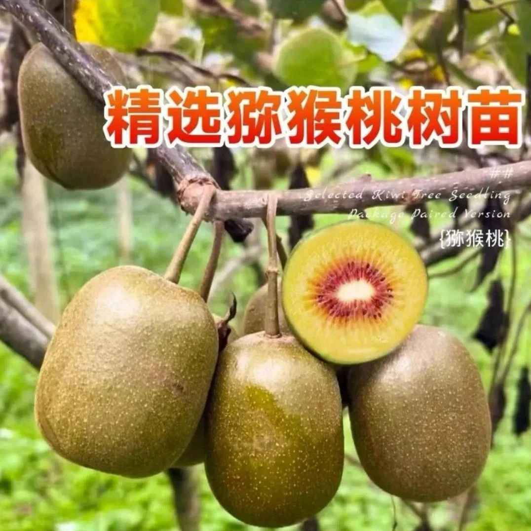 【猕猴桃树苗】买一颗送一颗公母同株品种猕猴桃南方北方种植果树苗