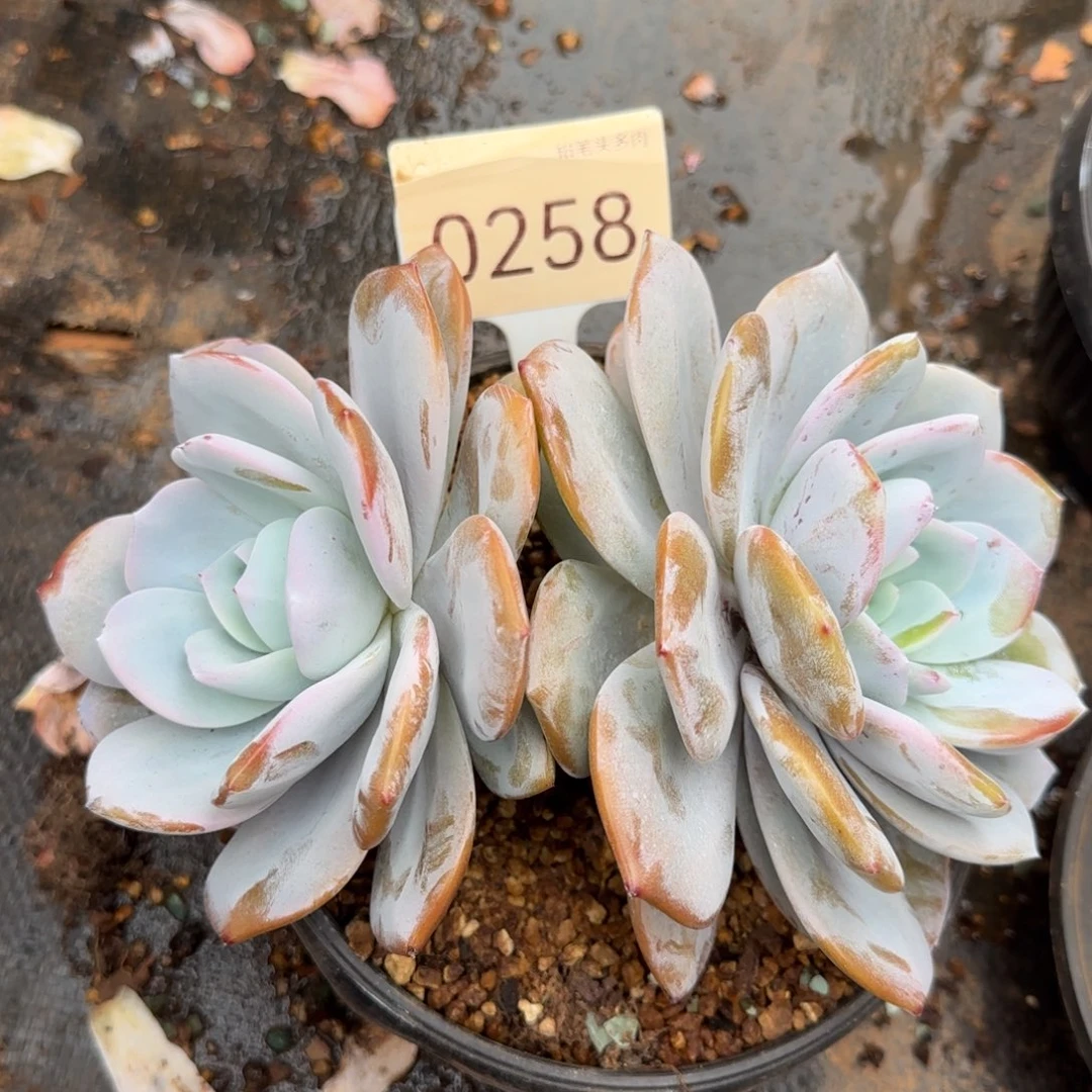 0258。      奶茶双头