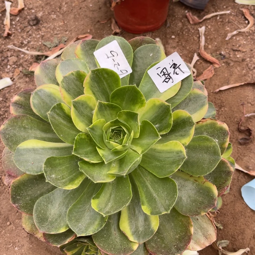 7***x6.2-5香炉盘七彩手捧寄养
