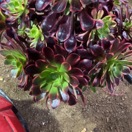 金*961，欧嘉莉多肉植物花花