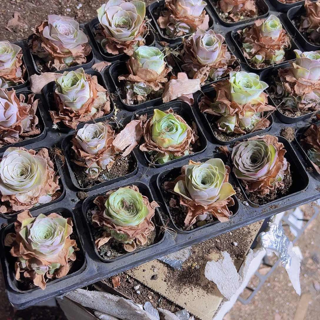 粉耶罗全美手捧4盆