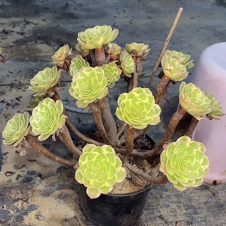 莲花座多肉植物055