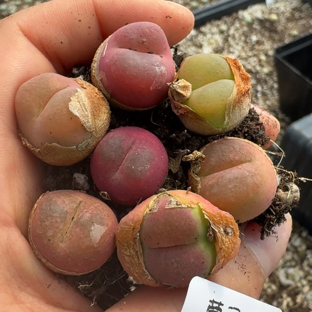 435七颗福利出5880。