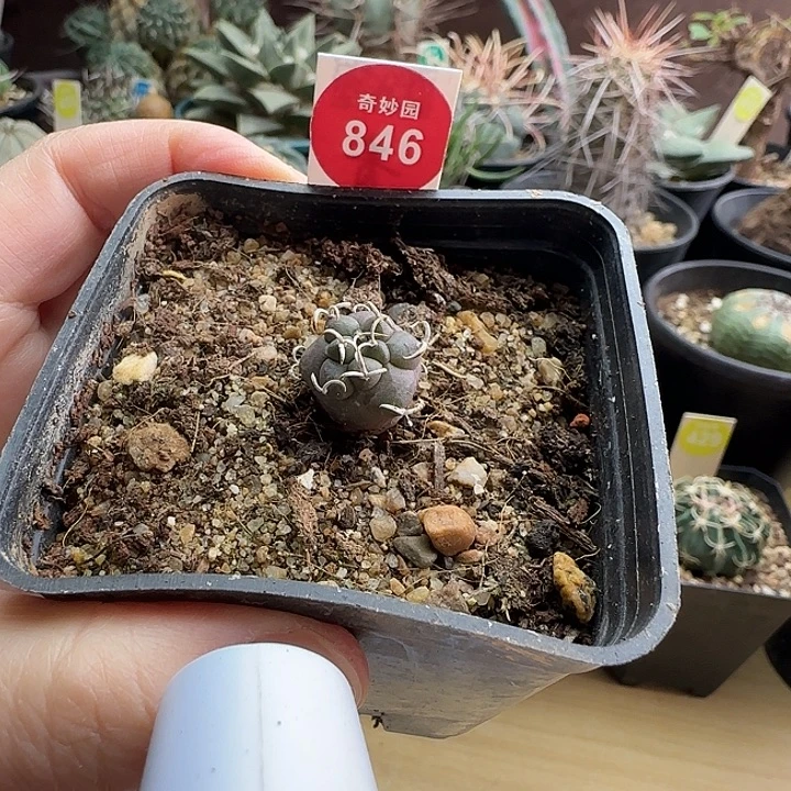 实生海鸥刺离城丸娇丽1.6cm