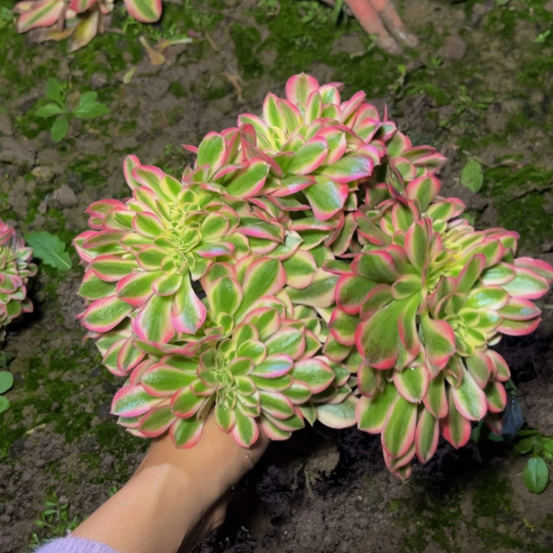 女巫缀多肉植物捧花12