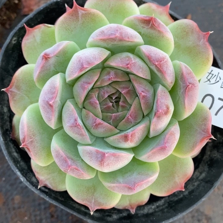 725杂交老桩基地～10厘米