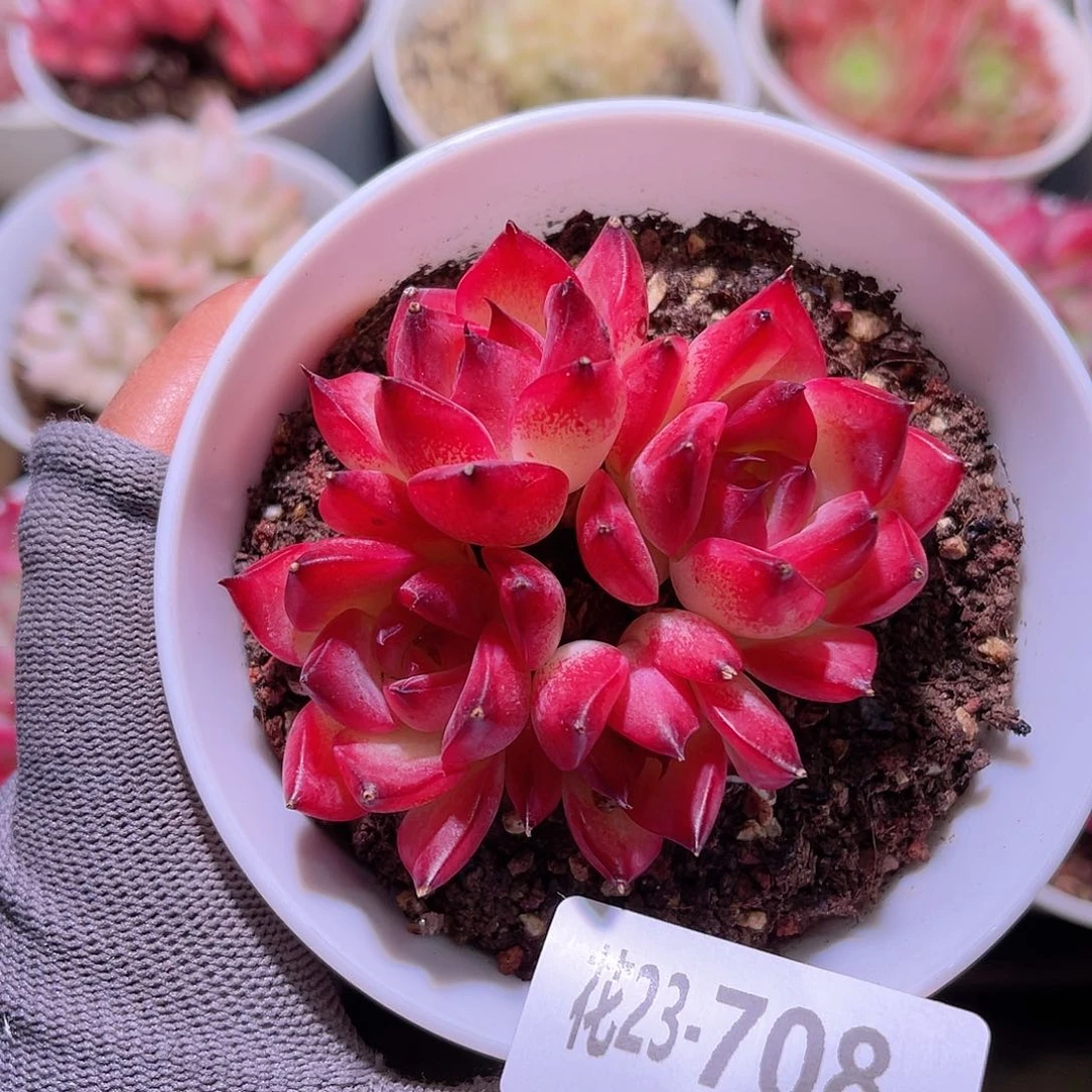 花23-708篝火群生