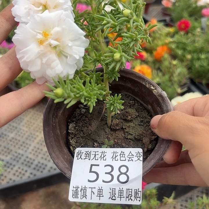 无花朵538超小苗盆口10cm