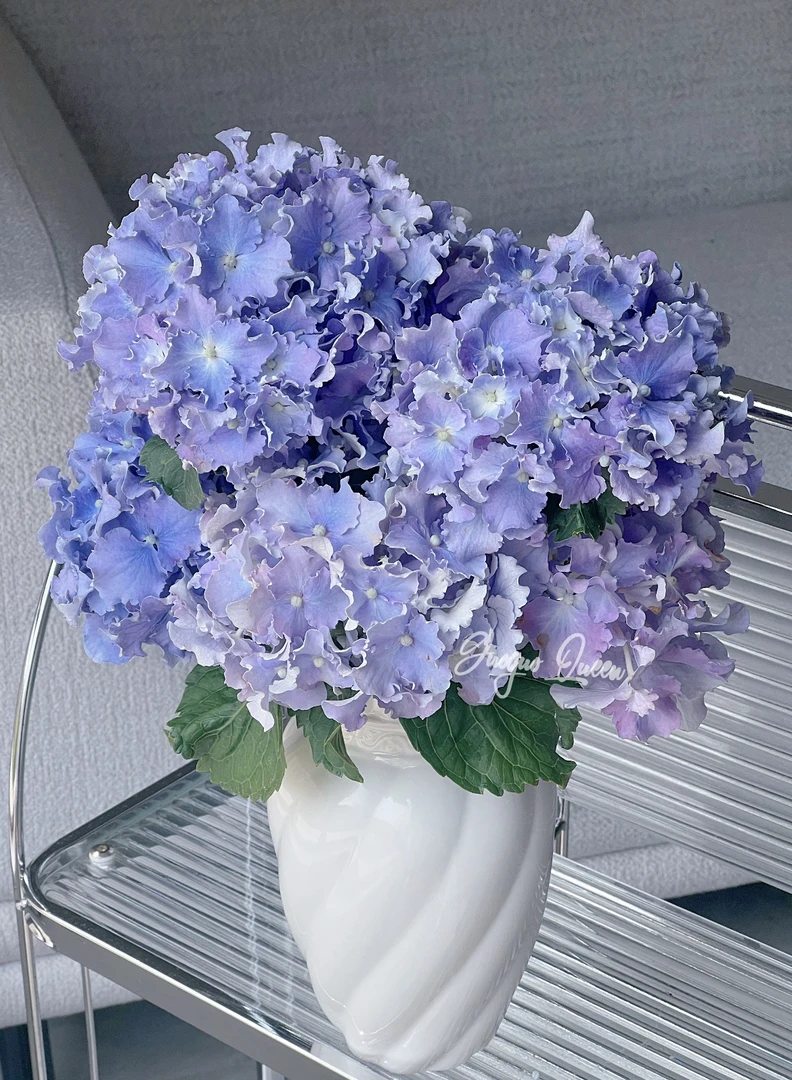 【细高跟绣球】稀有品｜一物一拍｜云南绣球基地现采｜顺丰包邮