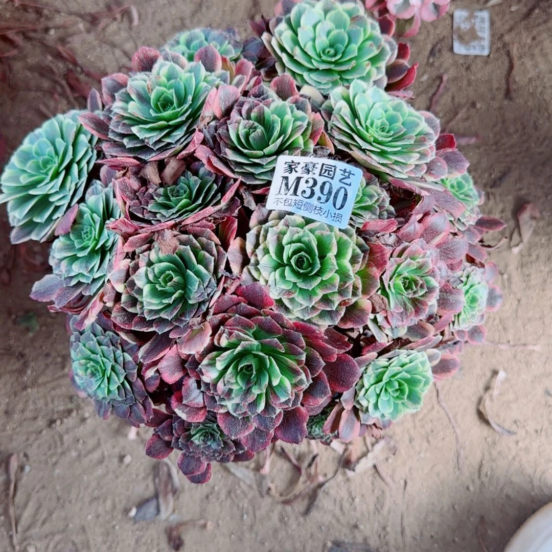 莫兰迪法师390冠幅25