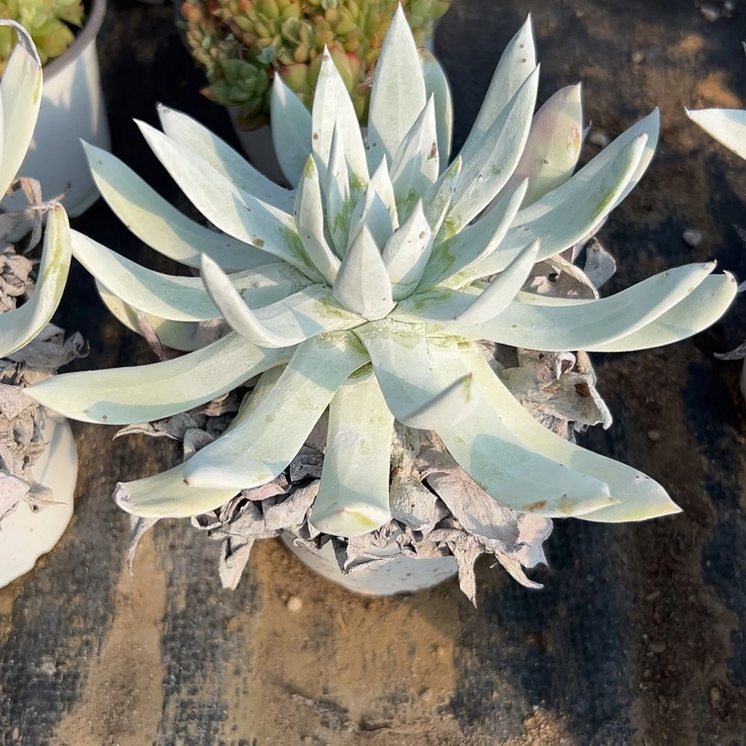 多肉植物雪奴仙女杯