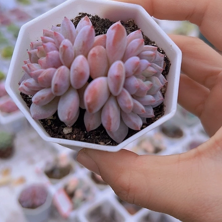 双头星星橙19包邮多肉