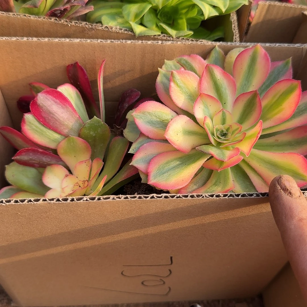 满满一箱子打底11棵包邮