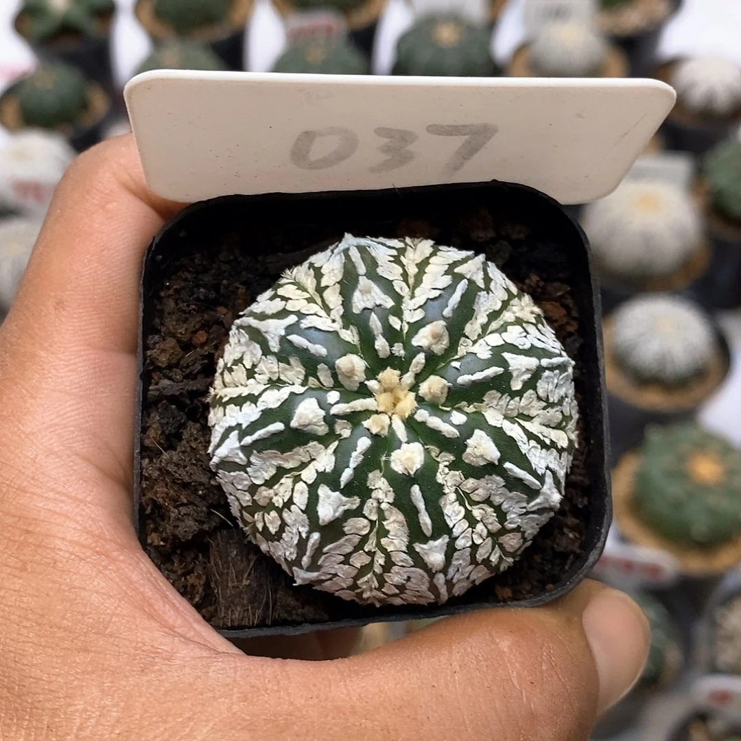037福利特价咯啦了咯