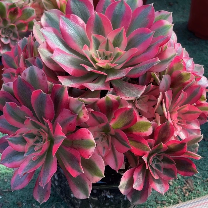 700粉女巫精品法师老桩