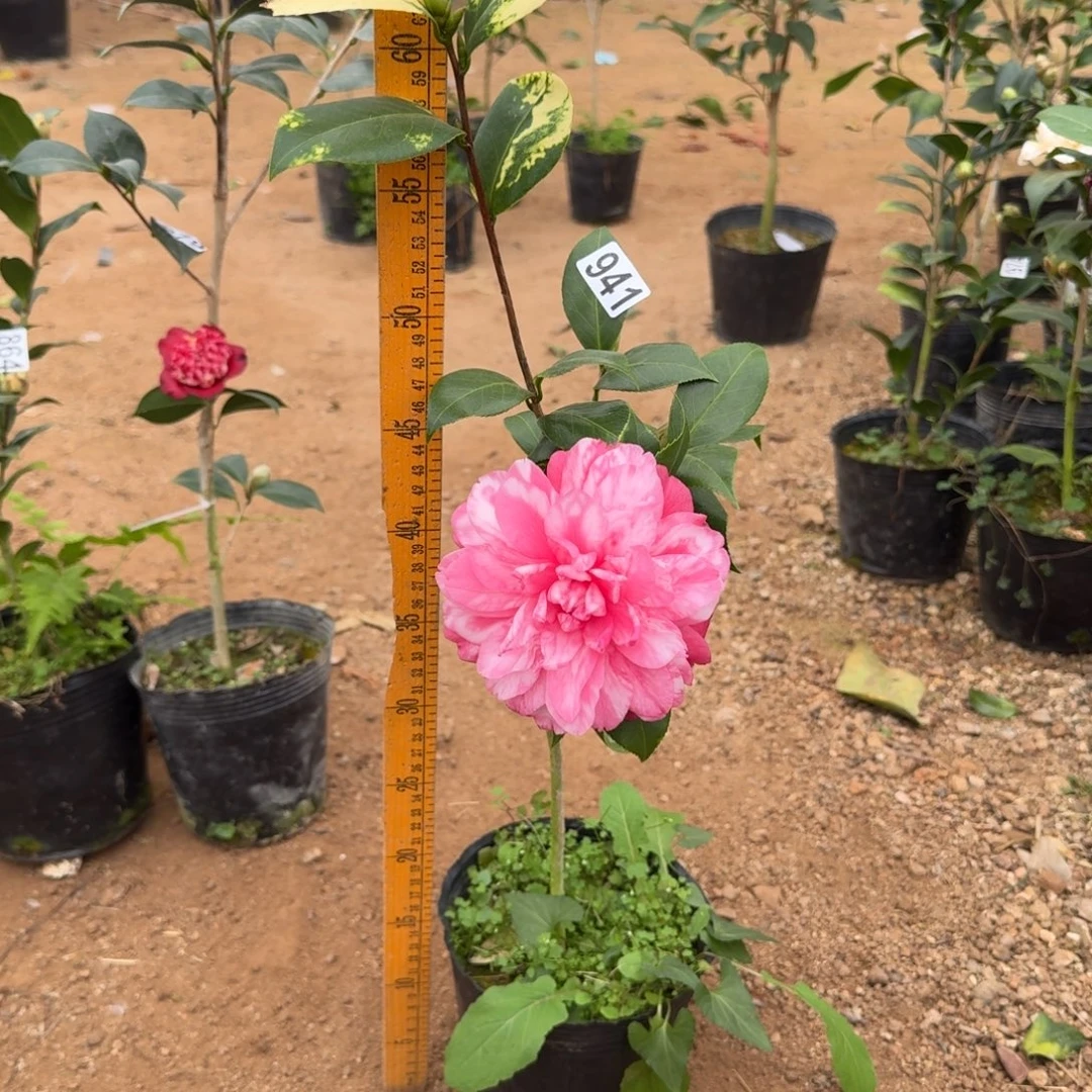 少量花朵（建议范围：2朵-5朵 或40%以下）941斑林修