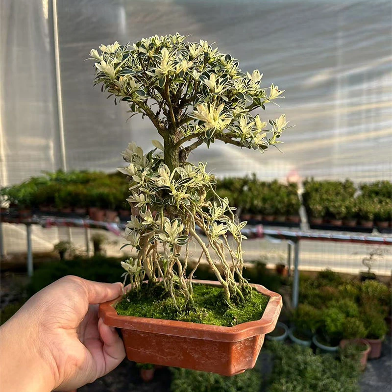 精品提根金边白花六月雪盆景室内桌面耐寒阳台老桩绿植盆栽好养