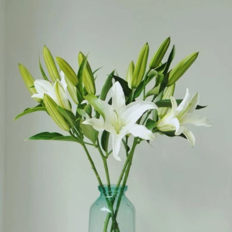 【西伯利亚】白色香水百合