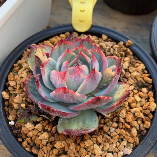 138惊鸿仙子 夏鸣园艺