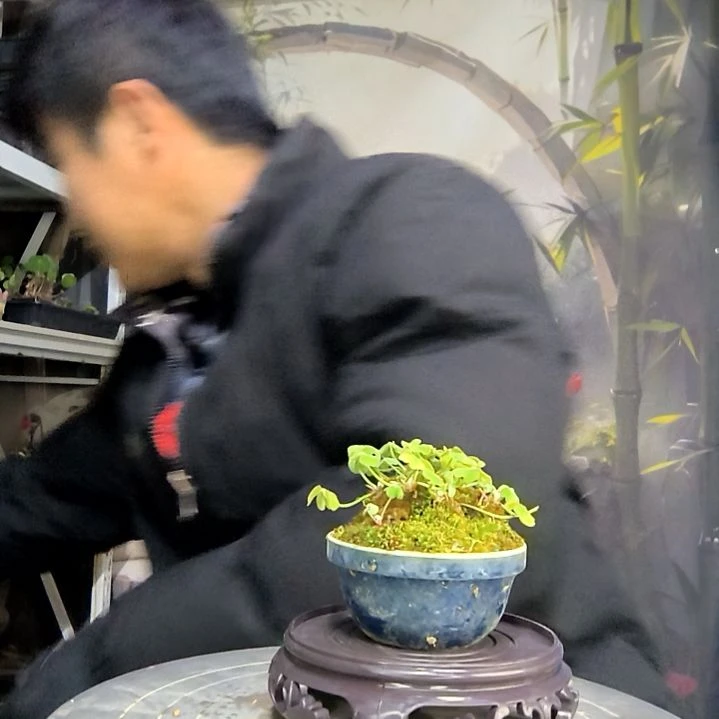 阿*呀中青园艺一物一拍花270