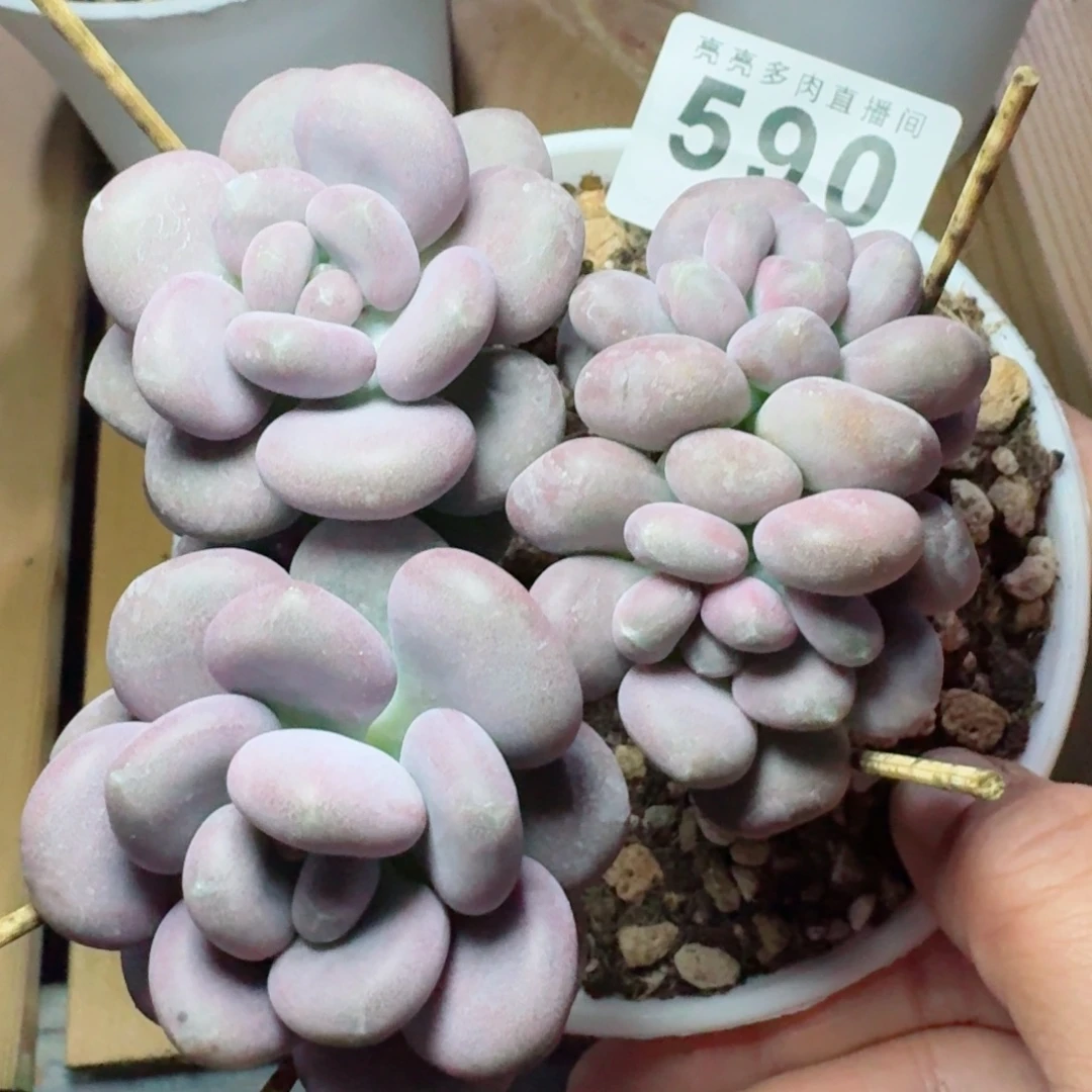 紫体奶酪      愿你一路坦途，乘风破浪展宏图