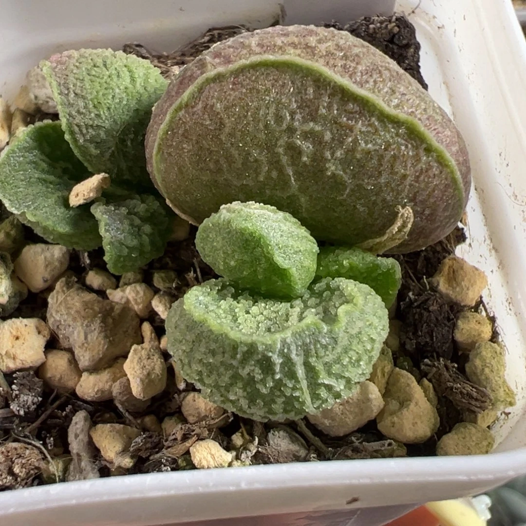 实生新品大苗多肉植物水泡