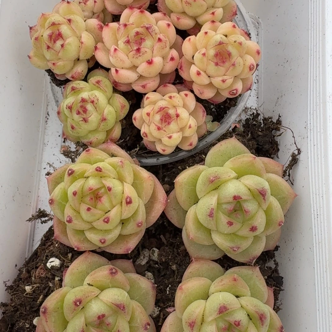 一物一拍一物一拍1102-244