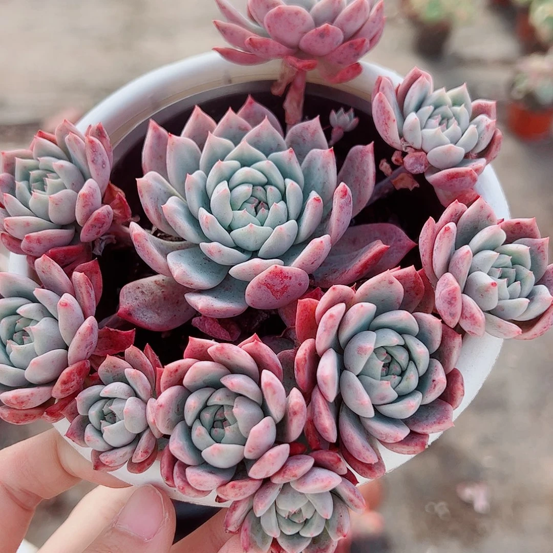 霜花多头造型精品手捧